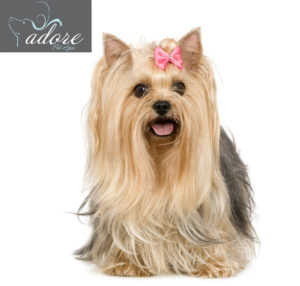 Yorkshire Terrier (6 years) in front of a white background