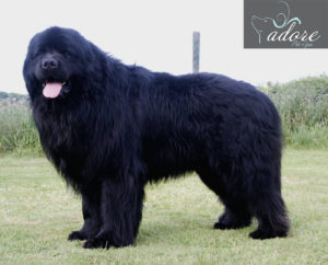 Black-Giant-Newfoundland-Dog