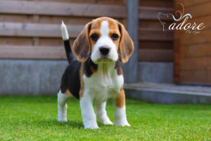 beagle-cachorro