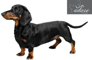 file_23020_dachshund-dog-breed